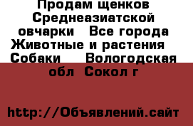 Продам щенков Среднеазиатской овчарки - Все города Животные и растения » Собаки   . Вологодская обл.,Сокол г.